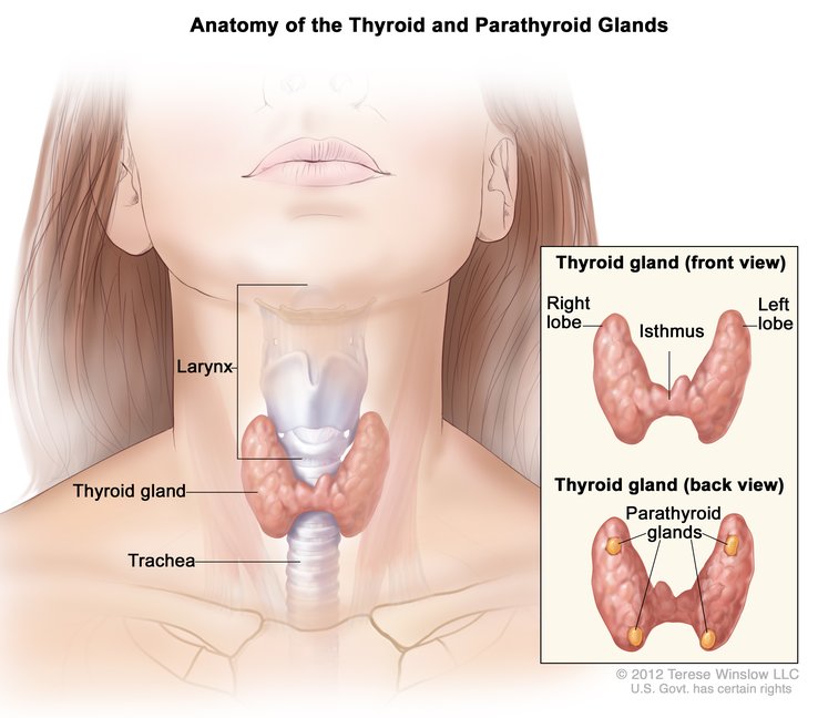 Watch for the Subtle Signs of a Thyroid Disorder