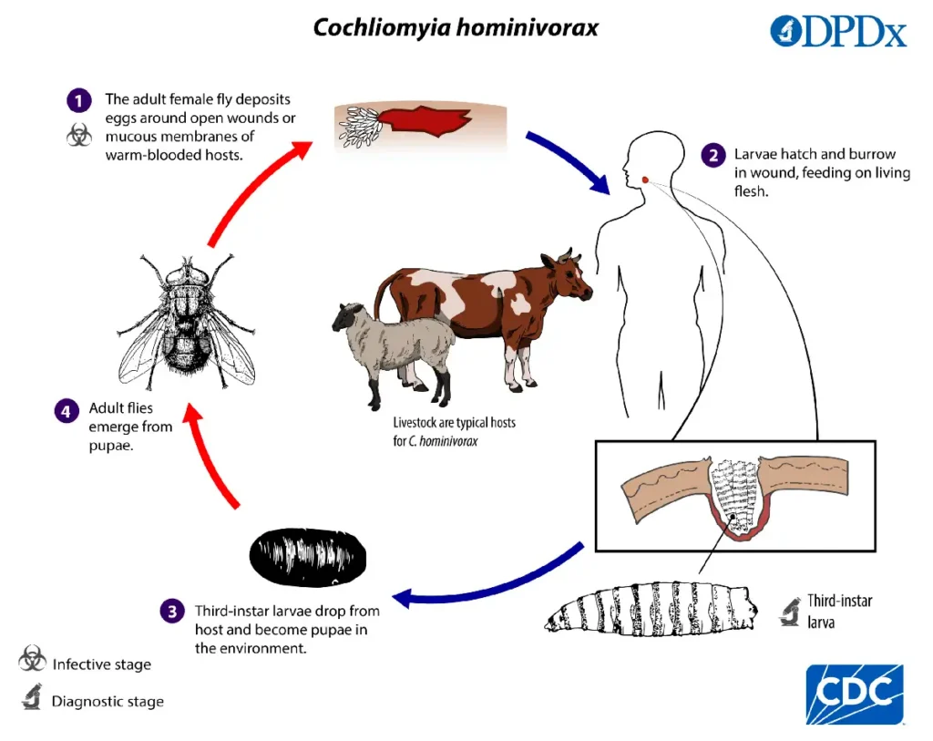 Screwworm in humans in New Mexico
