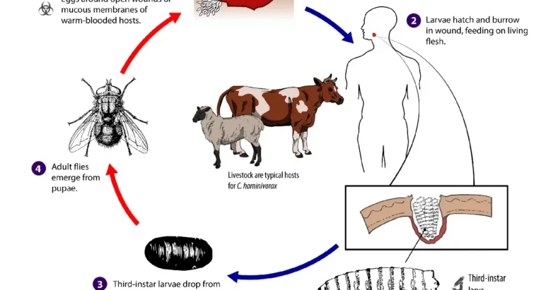 Screwworm in humans in New Mexico