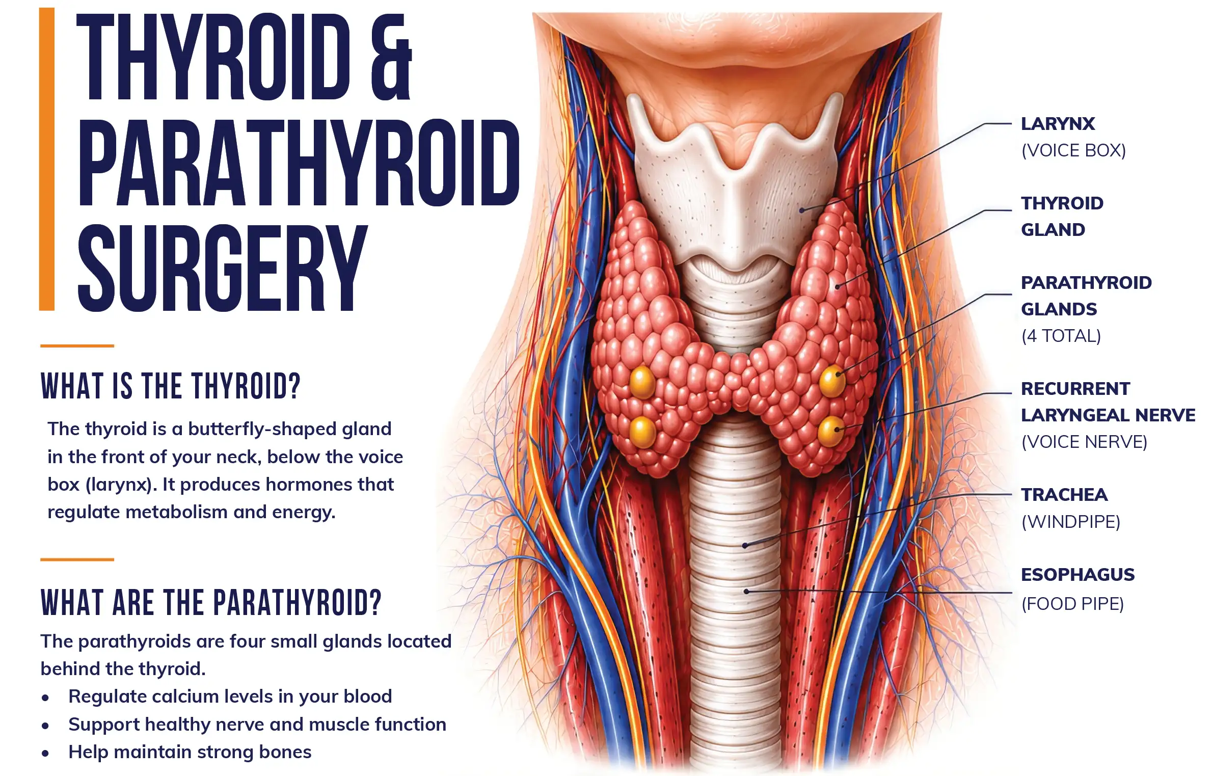 Thyroid Problems: 10 Warning Signs Your Thyroid May Be Off